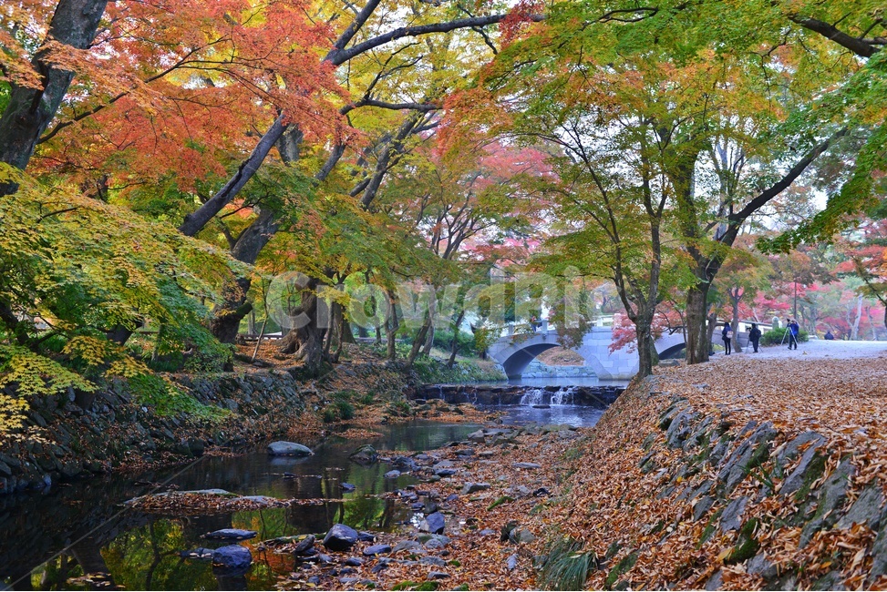 person,사람,human,인간,water,물,nature,자연,outdoors,옥외,tree,나무,plant,식물,leaf,잎,treetrunk,나무줄기,maple,단풍,고창,선운사,선운사가을,도솔천,도솔천가을,추색,만추,가을,계절,단풍잎,낙옆,반영