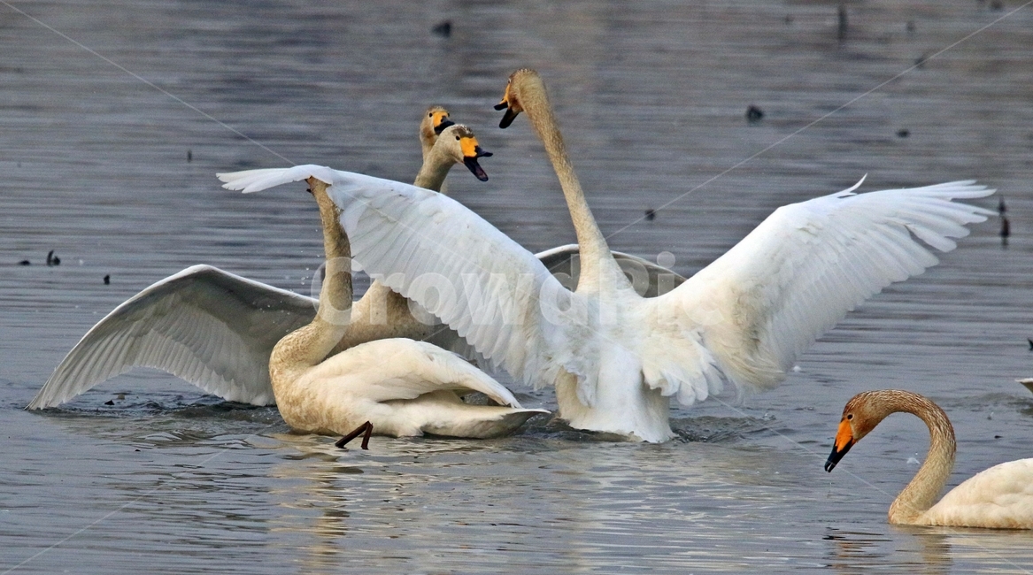 고니,새,백조,bird,동물,동물,animal,조류,새,birds