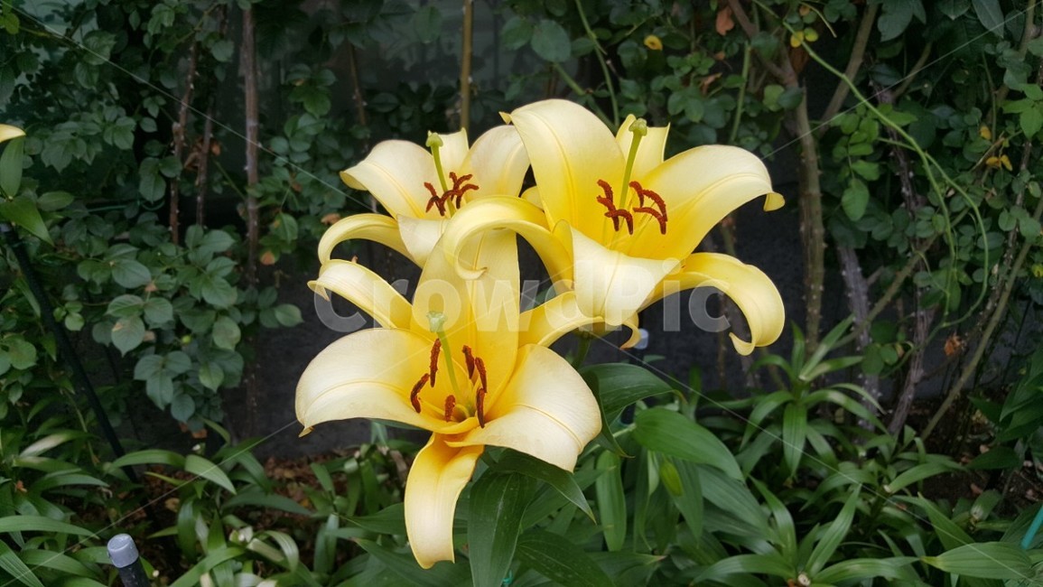 꽃,flower,식물,자연,yellow