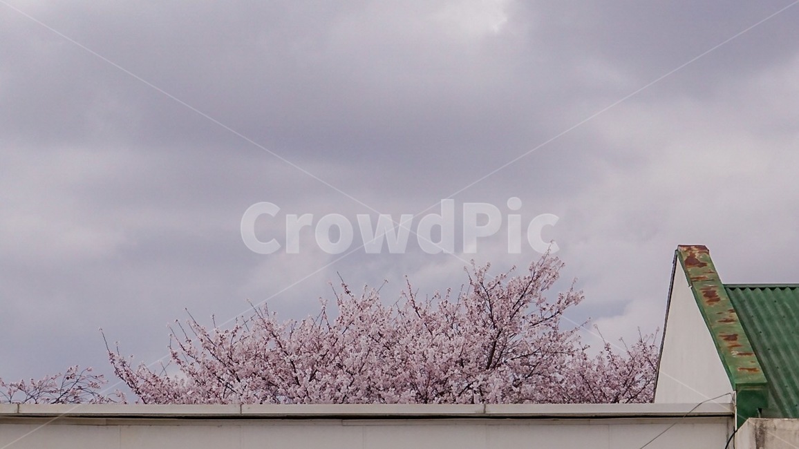 하늘,노을,벚꽃,꽃,감성,색감,풍경,flower,sky,landscape,nature,sunset,blossom,cherryblossom,봄,계절,spring,season,plant,식물
