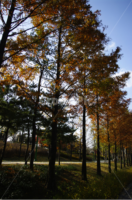 autumn,가을,나무,단풍,식물,가을,계절,fall,autumn,season,자연,풍경,nature,landscape,tree,plant
