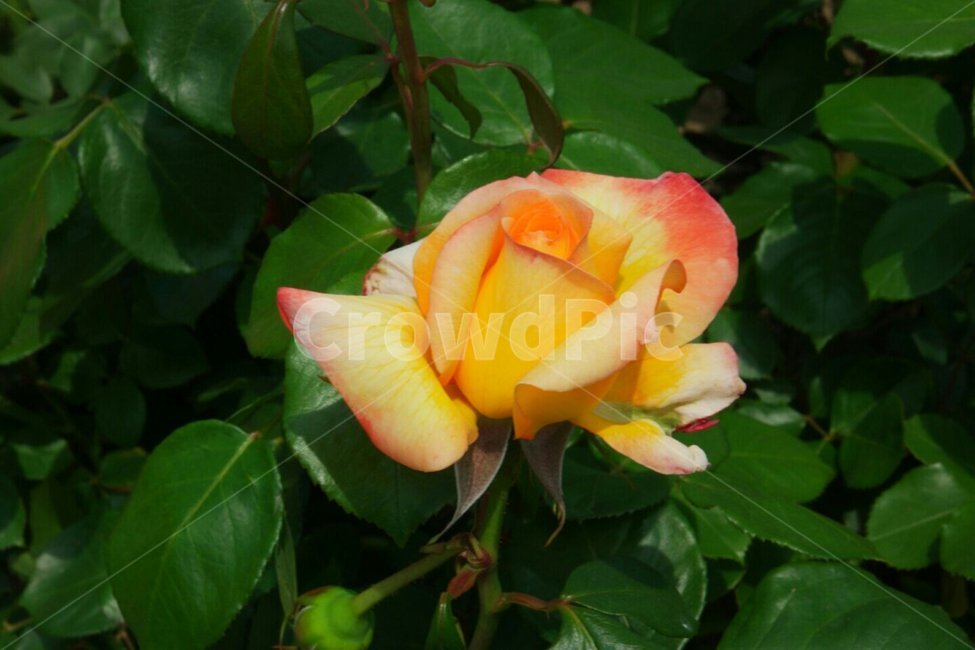 장미,꽃,축제,울산,5월,식물,자연,plants,nature,꽃,flower