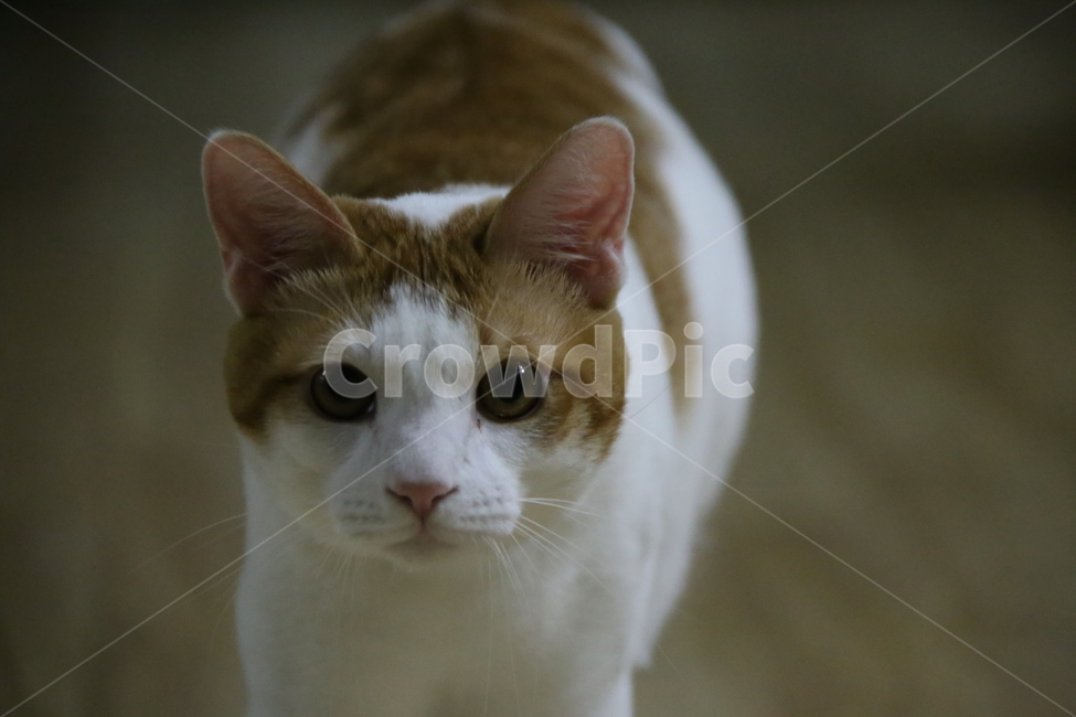 동물,고양이,반려동물,집고양이,고양이얼굴,동물,animal,포유류,mammal,고양이,cat,kitten,kitty
