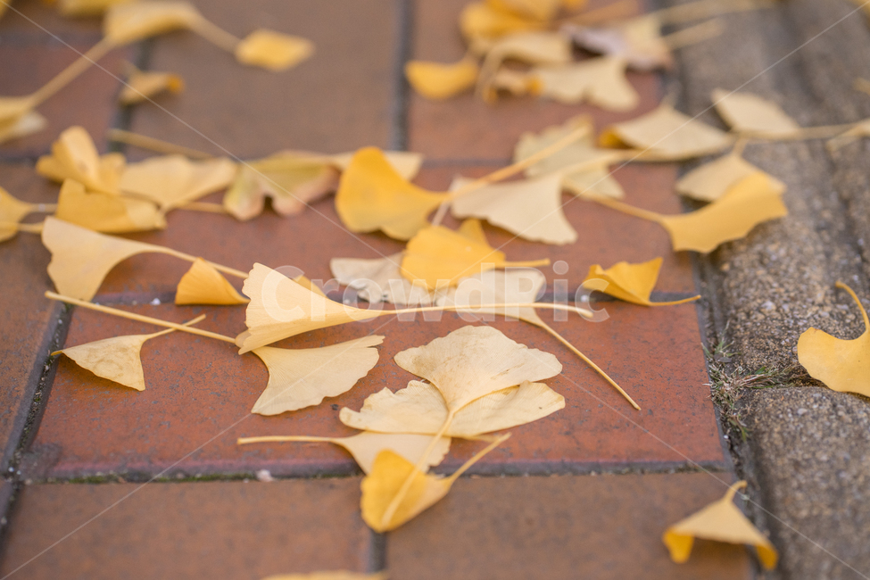 가을,낙엽,단풍,거리,노랑,감성,빈티지,가을,계절,fall,autumn,season,leaf,잎,plant,식물