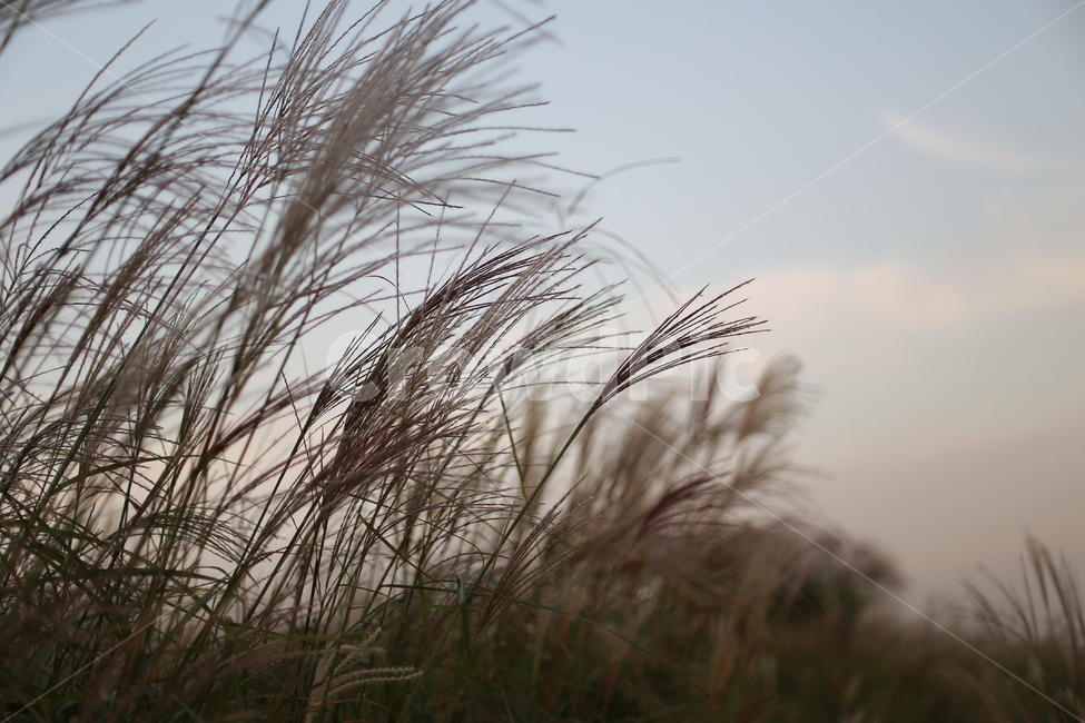갈대,억새,가을,자연,plant,식물,식물,자연,plants,nature