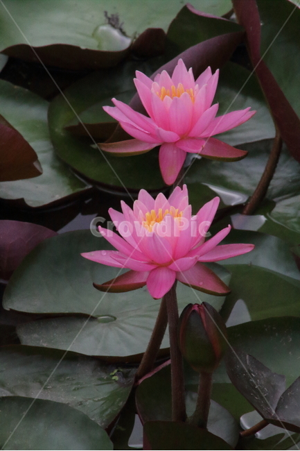 연,수련,꽃,식물,waterlily,식물,자연,plants,nature,꽃,flower