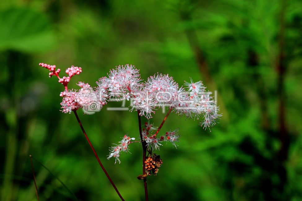 터리꽃,꽃,터리풀,야생식물,야생화,문자초,관상용,꽃배경,여름꽃,활짝핀,예쁜꽃,배경,아름다운,미,식물,녹색,여름,자연,풍경,개화,산,숲,6월,경치,생태,녹색배경,여름야생화,클로즈업