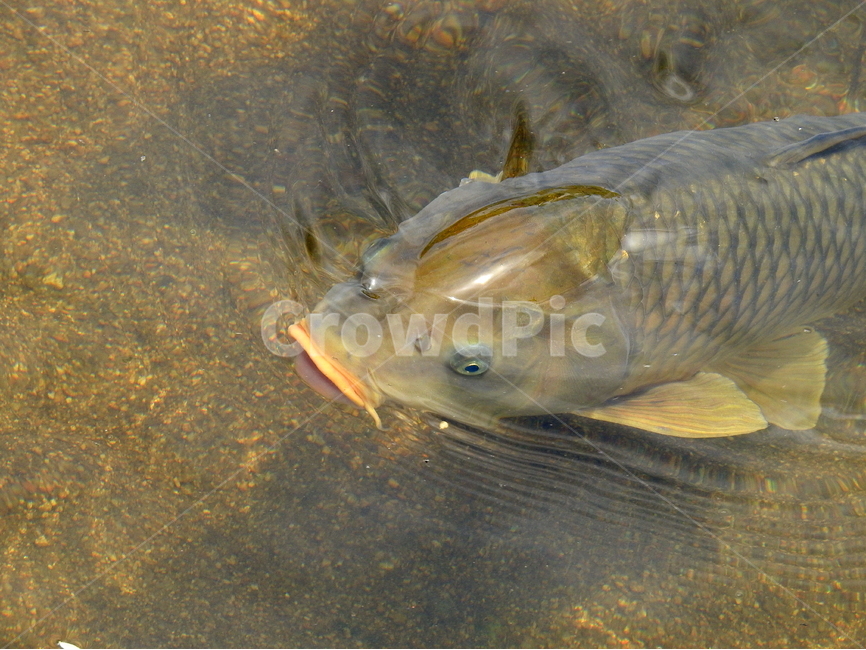 강,호수,물고기,동물,물,동물,animal,어류,물고기,fish