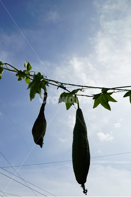 plant,식물,수세미,자연,하늘,구름,과일,열매,fruit