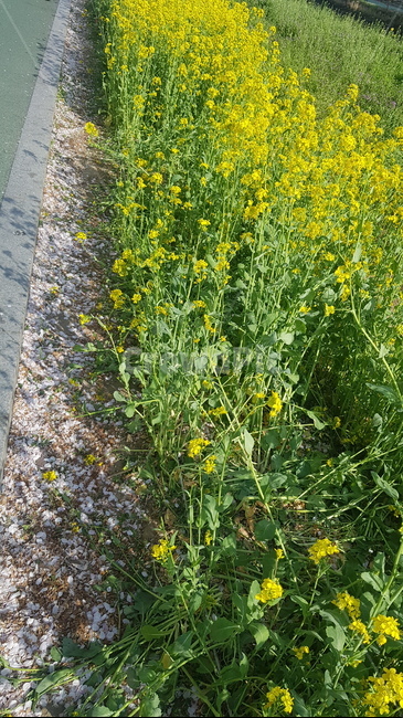 꽃,유채꽃,노랑,봄,flower,식물,자연,plants,nature,꽃,flower