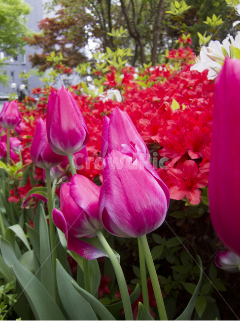 꽃,플라워,flower,채색,color,식물,자연,plants,nature,꽃,flower