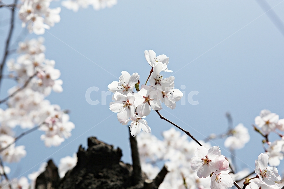 벗꽃,벗나무,꽃,벗꽃잎,꽃잎,봄꽃,봄,식물,자연,공원,식물,자연,plants,nature,꽃,flower