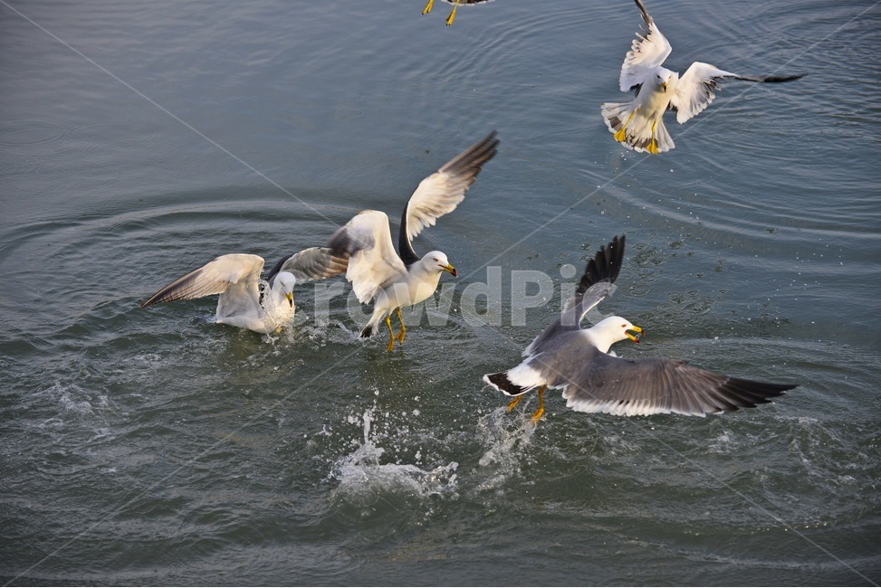 water,물,animal,동물,bird,새,flying,나는,비들기,바다,비상,새우깡,조류,자연,생태,동물,animal,조류,새,birds