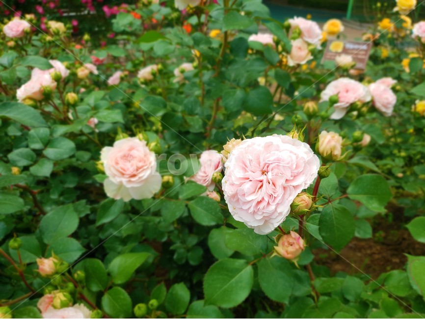 꽃,장미,식물,정원,flower,rose,plant,garden,식물,자연,plants,nature,꽃,flower