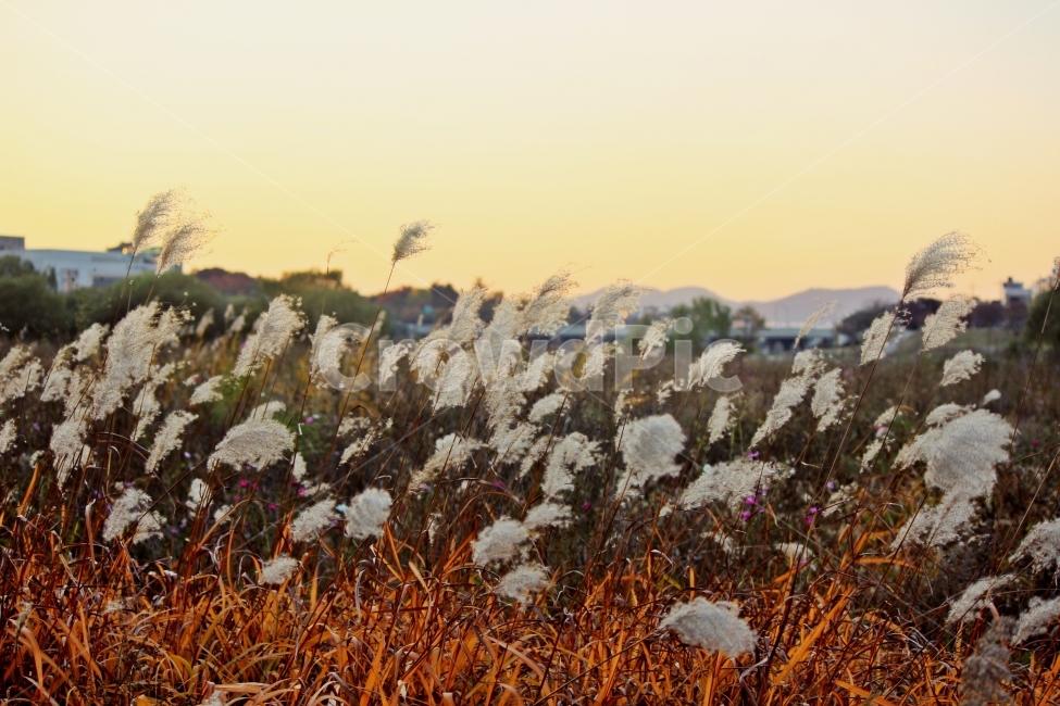가을,갈대,자연풍경,노을,해질녘,자연,가을사진,감성사진,감성,가을,계절,fall,autumn,season,식물,자연,plants,nature,plant,grass,잔디,lawn,reed