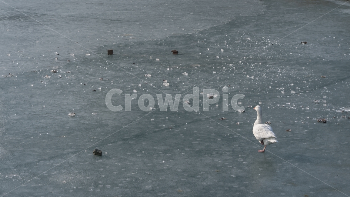 빙판,호수,거위,얼음,자연,한파,겨울,계절,winter,season,동물,animal,조류,새,birds