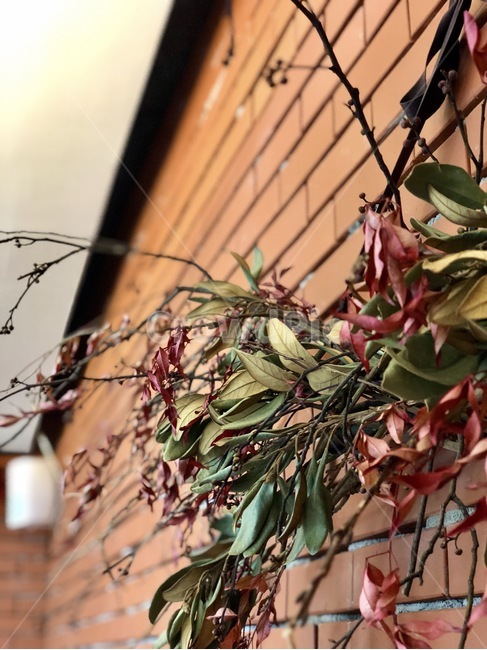 벽,꽃,이태원,오후,벽돌,식물,자연,plants,nature,인테리어,실내디자인,interior design