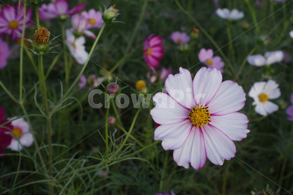 plant,식물,코스모스,가을,화사한,녹색,꽃,flower