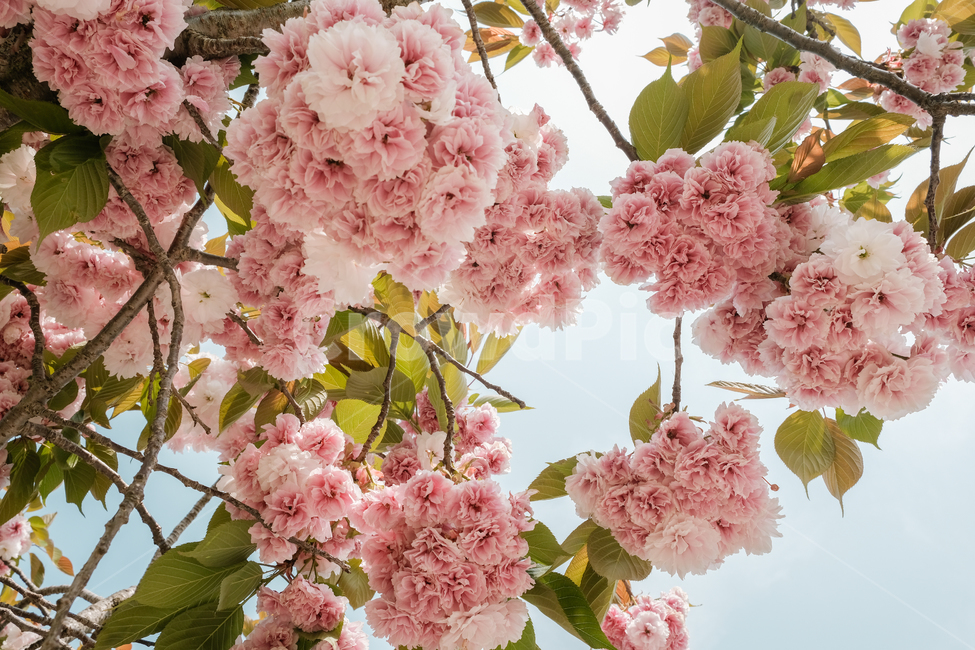겹벚꽃,봄,봄꽃,감성사진,계절,자연풍경,봄,계절,spring,season,plant,식물,flower,꽃,blossom