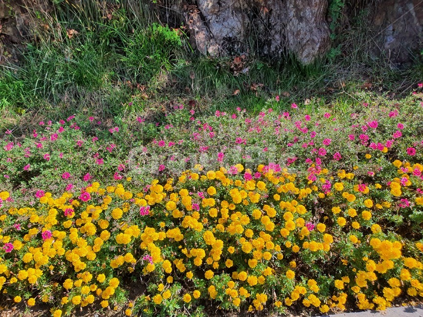 화단,식물,꽃,노랑꽃,자연,핑크꽃,flowers,식물,자연,plants,nature,꽃,flower