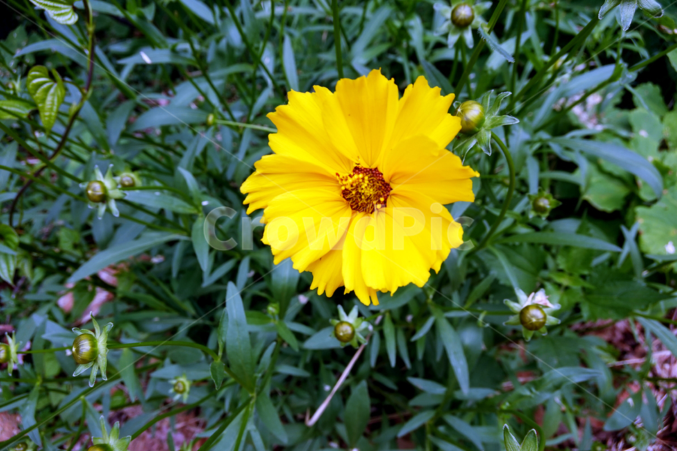 노랑,꽃,flower,yellow,nature,노랑꽃,자연,풀잎,초록,봄,청초,화사,꽃한송이