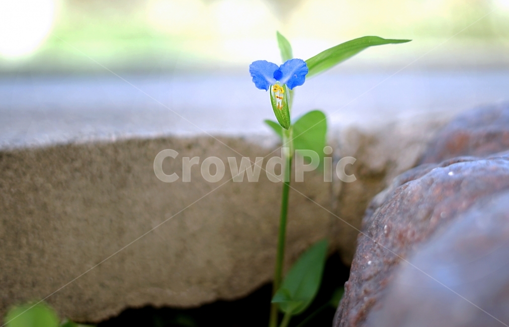 꽃,풀,바위,틈,틈새,작은꽃,들꽃,flower,grass,small,rock,crack,crevice,gap,초록색,green,푸른,하늘,sky,sunny,맑은,날씨,weather,일상,풍경,배경,배경사진,풍경사진,평화로운,분위기,차분한,차분함,평화로움,scene,atmosphere,calm,peaceful,tranquil,still,background,배경화면,shiny,화창한,quiet,active,structure,감성사진,ambience,식물,자연,plants,nature,꽃,flower