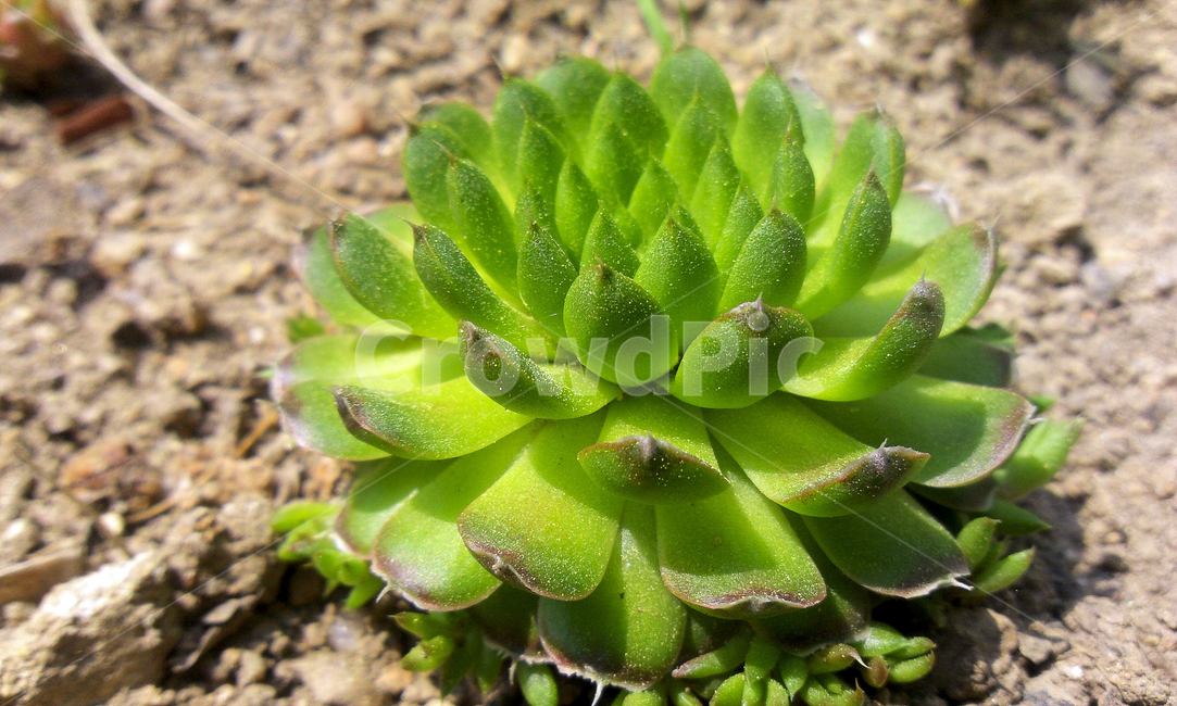 와송,와송식물,약용식물,식용와송,와송재배,식물,자연,plants,nature