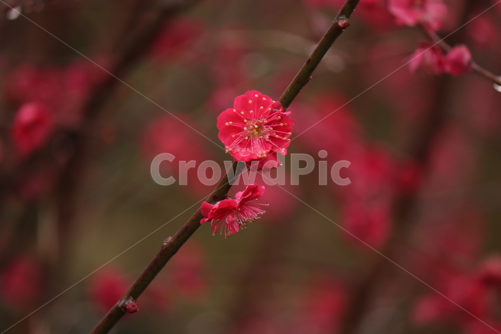 꽃,flower,홍매화,봄날,봄,자연,감성,배경화면,식물,자연,plants,nature,꽃,flower
