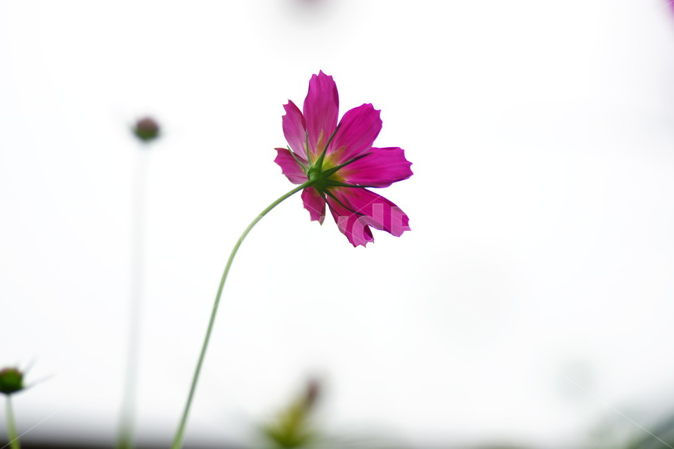 식물,plant,blossom,꽃,코스모스,꽃잎,petal,flower,식물,자연,plants,nature,꽃,flower