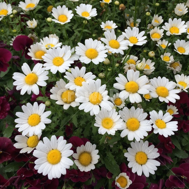 꽃,봄,계란,따뜻한,귀여운,공원,서울숲,식물,자연,plants,nature,꽃,flower
