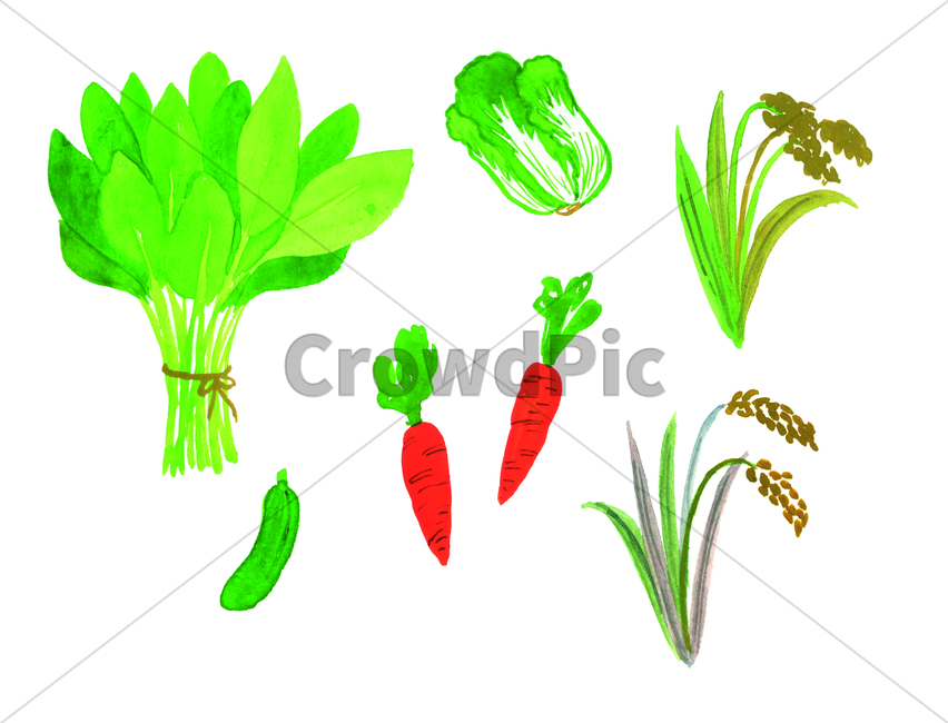 손그림,물감그림,handdrawing,watercolor,배추,chinesecabbage,napacabbage,벼,rice,당근,carrot,오이,cucumber