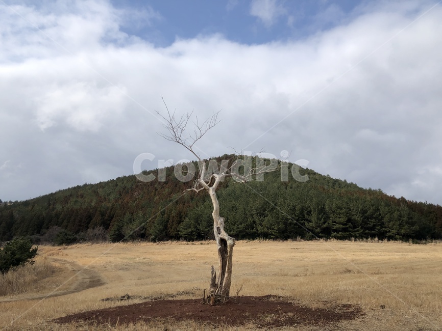 나홀로나무,오름,제주도,제주도오름,제주오름,자연,갈대,산