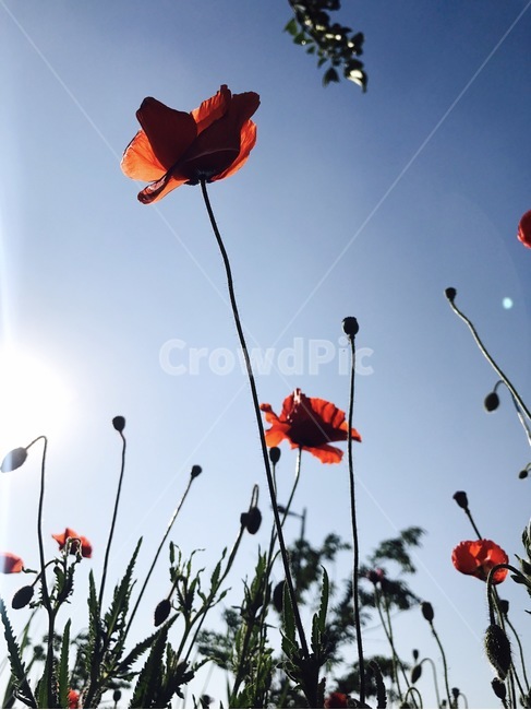 양귀비,poppy,꽃,들꽃,붉은꽃,flower,꽃밭,식물,자연,plants,nature,꽃,flower