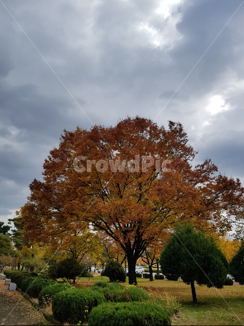 tree,나무,plant,wallpaper,spring,식물,자연,plants,nature,나무,trees,wood