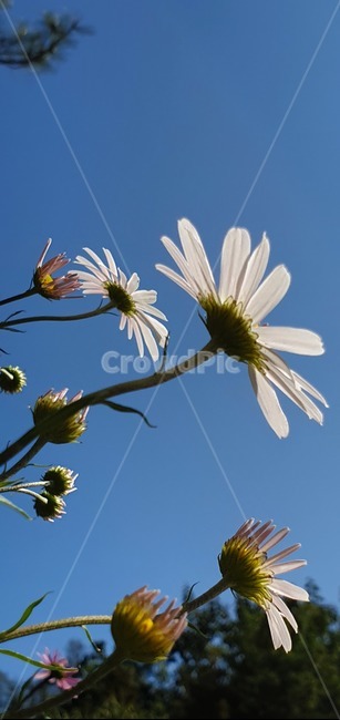 식물,꽃,flower,데이지,blossom