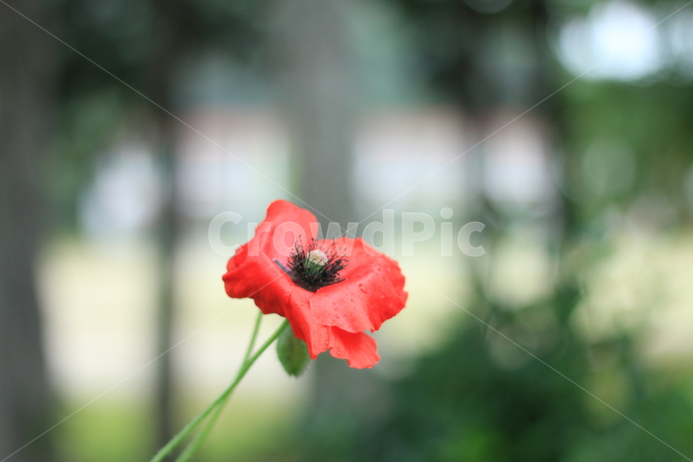 여름,시작,양귀비,위안,꽃,식물,자연,plants,nature,꽃,flower