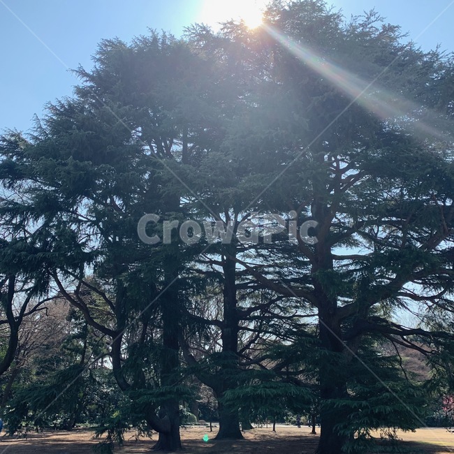 신주쿠,일본,공원,나무,자연,산책,햇살,자연,풍경,nature,landscape,flare,플레어,light,빛,tree,plant,식물