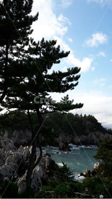 소나무,바다,하늘,구름,섬