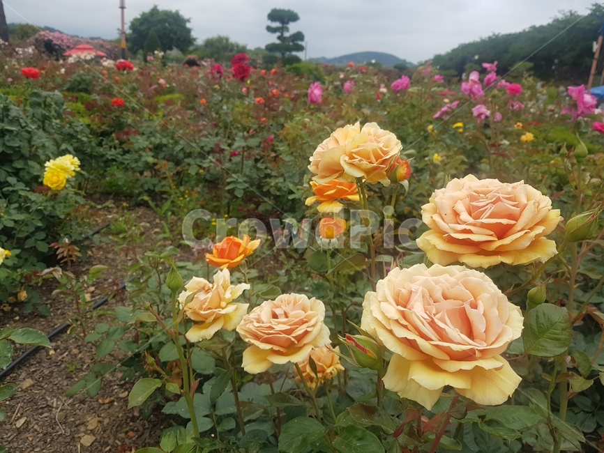 장미,장미꽃,rose,꽃밭,flowers,싱그러움,알록달록,만개,꽃봉오리