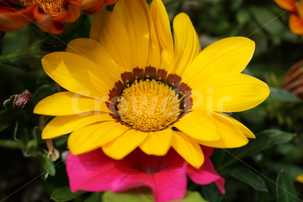 꽃,노란꽃,여름,봄,초여름,공원,자연,식물,식물,자연,plants,nature,꽃,flower