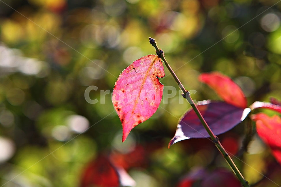 단풍,낙엽,잎,나무잎,가을,식물,자연,계절,색상,색감,칼라,가을,계절,fall,autumn,season,식물,자연,plants,nature,leaf,plant,veins,정맥