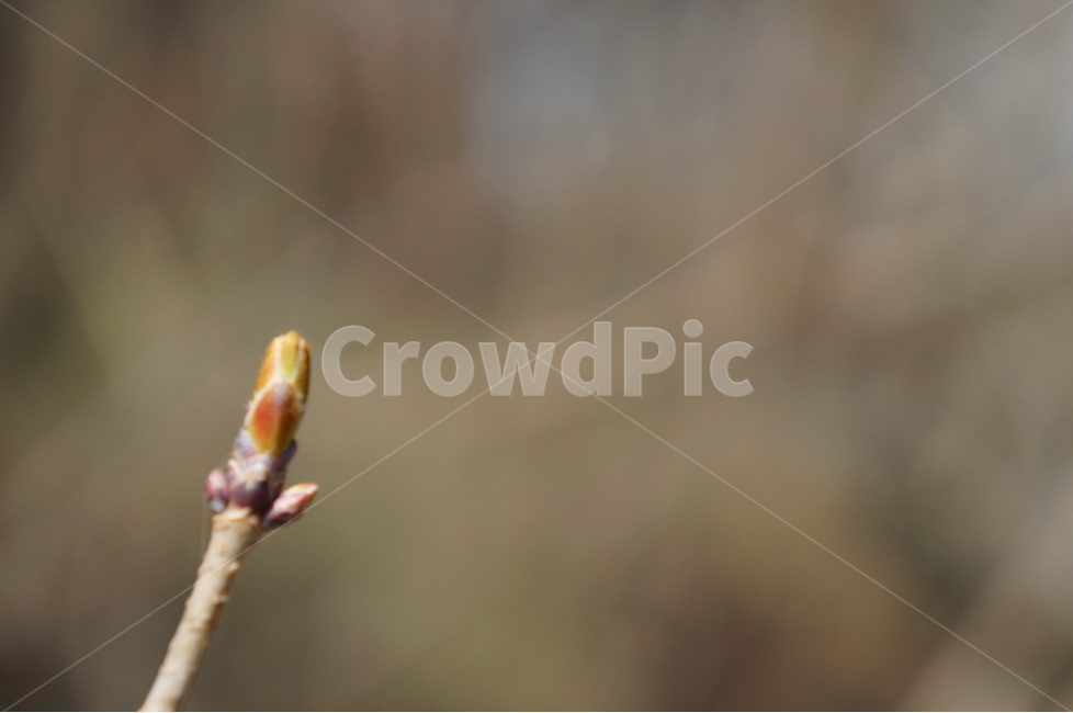 시작,새로움,새순,싹,봄,새싹,초년생,봄,계절,spring,season,식물,자연,plants,nature,flower,꽃,blossom,bud,sprout,plant,insect,곤충,invertebrate,무척추 동물,animal,동물