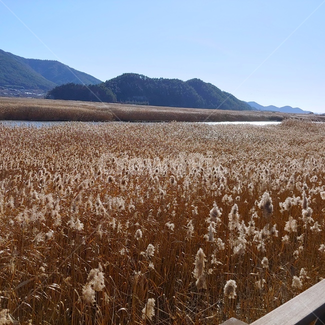 갈대,가을,순천,풍경,경치,자연,강줄기,가을,계절,fall,autumn,season,자연,풍경,nature,landscape