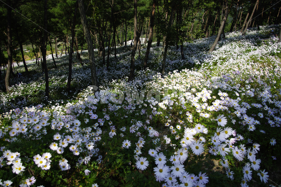 나무,숲,구절초,꽃,풍경,식물,flower,plant,blossom,daisies,데이지,daisy