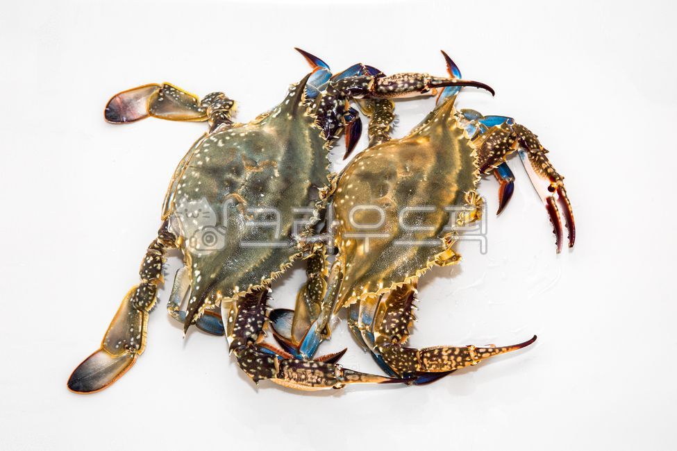 꽃게,게,식재료,생게,살아있는게,싱싱한식재료,대게,어패류