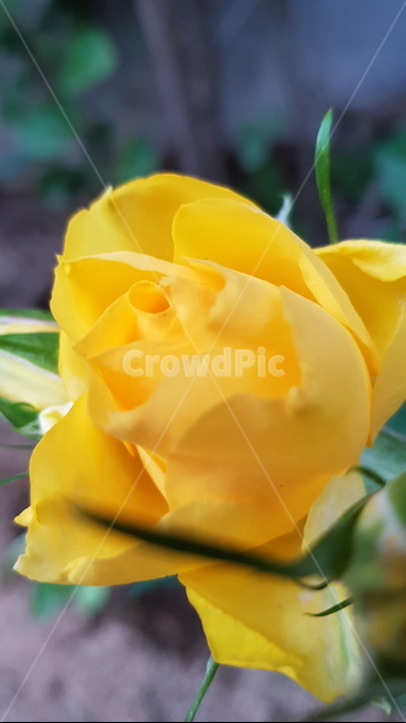 장미꽃,노란장미꽃,꽃,힐링,rose