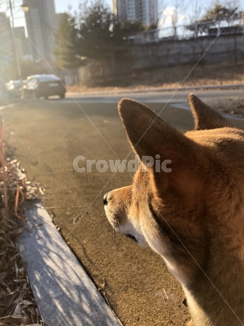강아지,반려견,시바견,펫,산책,애완동물,바탕화면,동물,animal,포유류,mammal,개,강아지,dog,doggy