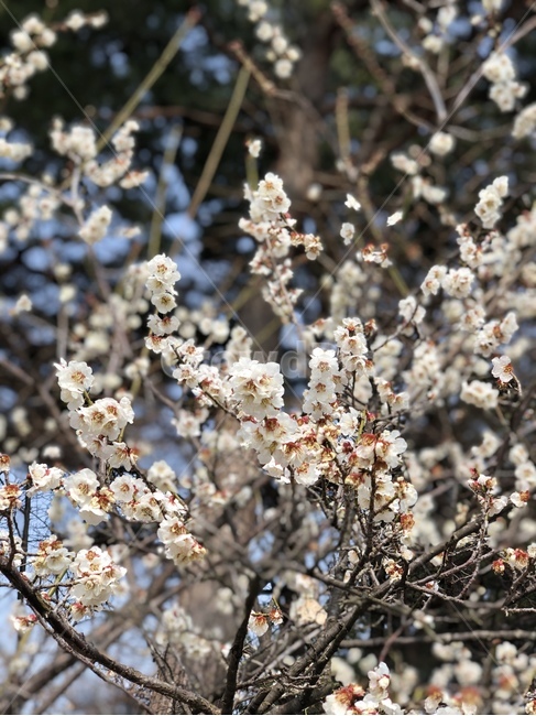 plant,식물,blossom,flower,꽃,식물,자연,plants,nature,꽃,flower