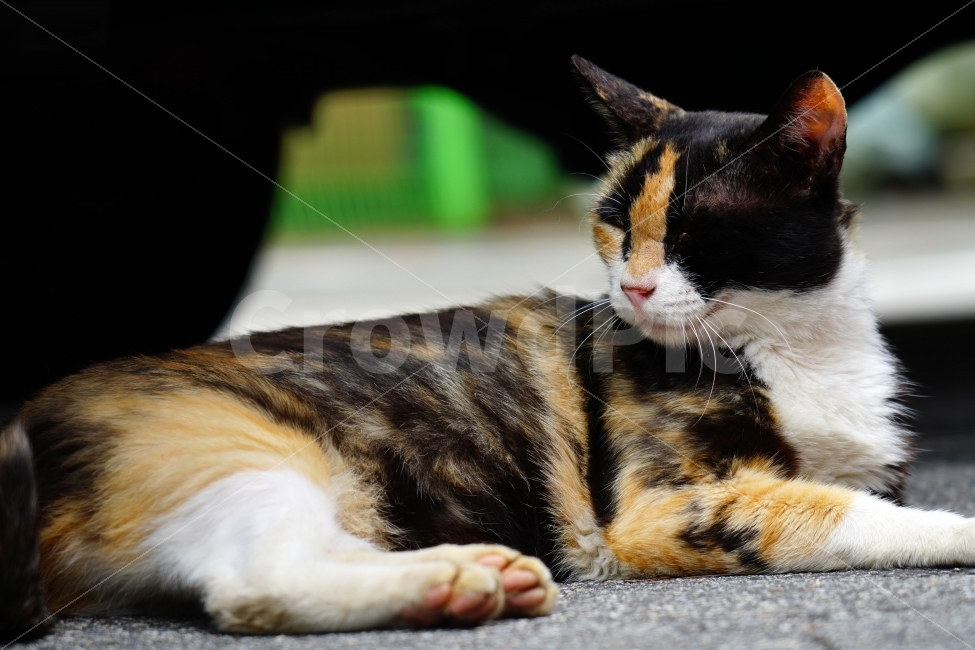 고양이,동물,자동차,타이어,바퀴,아스팔트,여름,animal,cat,휴식,음지,그늘,야옹이,냐옹이,길고양이,도둑고양이,들고양이,귀여운,귀엽다,귀염둥이,삼색고양이,발톱,편한,편안한,편하다,편안하다,힐링,감성,힐링사진,감성사진,cute,pretty,여유,car,tire,스냅,스냅사진,스넵,스넵사진,snap,snapshot,pet,애완동물,반려동물,애완묘,반려묘,잉여,동물,animal,포유류,mammal,고양이,cat,kitten,kitty