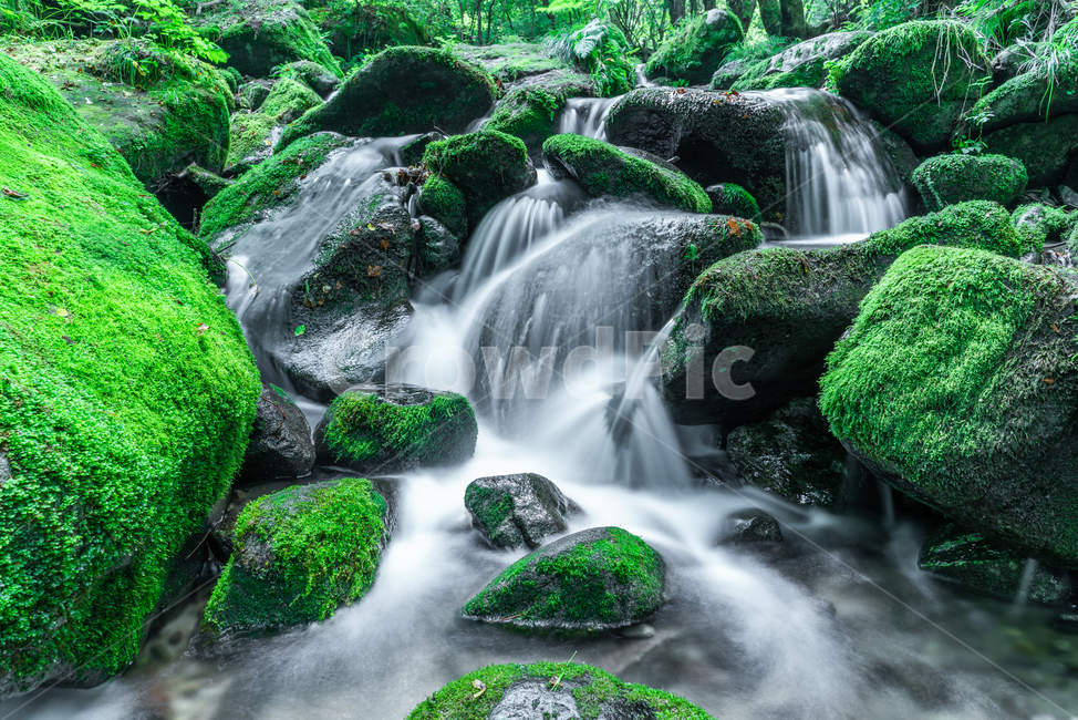 계곡,이끼,이끼계곡,영월,맑은물,자연,풍경,nature,landscape,water,물,outdoors,옥외,plant,식물,moss,green,초록,river,강